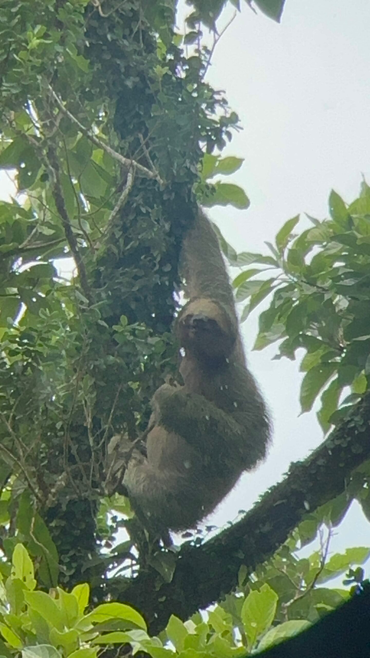 Sloth in tree, location upala costa rica