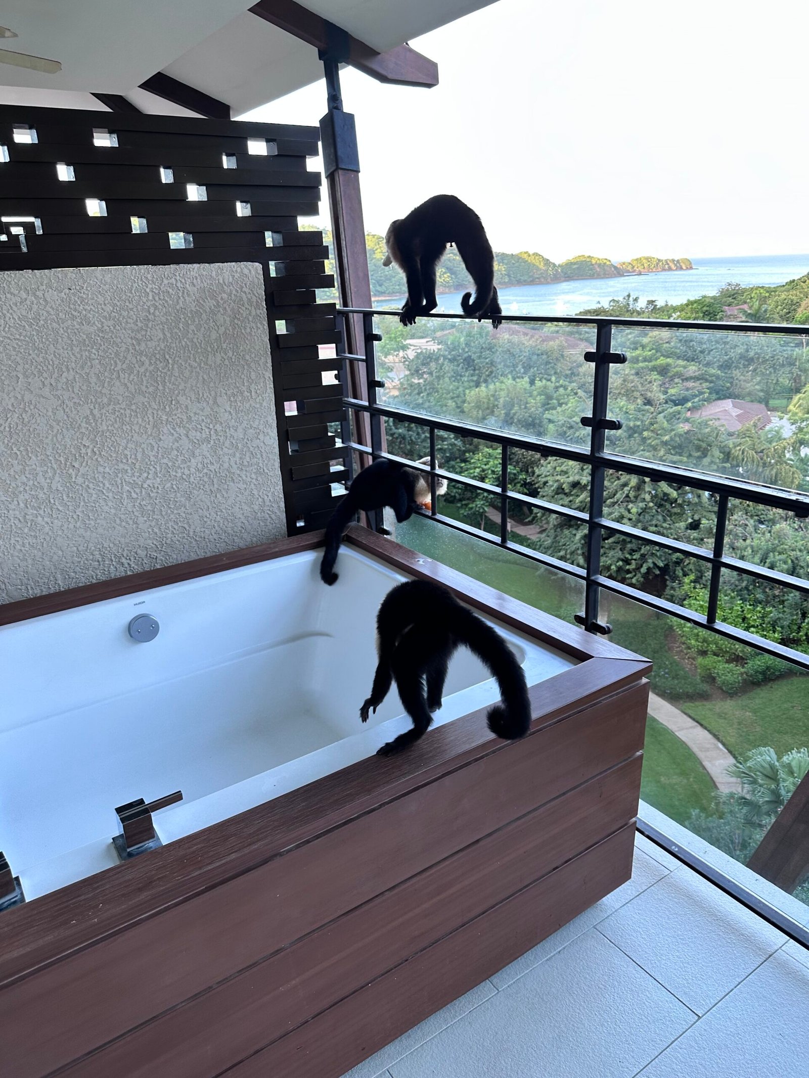 Monkeys On Balcony